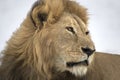 Portrait of free roaming african lion Royalty Free Stock Photo