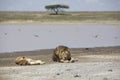 Portrait of free roaming african lion Royalty Free Stock Photo