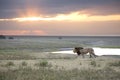 Portrait of free roaming african lion Royalty Free Stock Photo