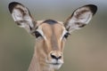 Portrait of free female impala antelope Royalty Free Stock Photo