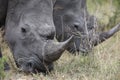 Portrait of free roaming white african rhino