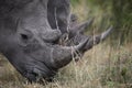 Portrait of free roaming white african rhino