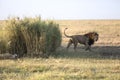 Portrait of free roaming african lion Royalty Free Stock Photo