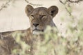 Portrait of free roaming african lion Royalty Free Stock Photo