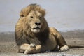 Portrait of free roaming african lion Royalty Free Stock Photo