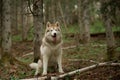 Portrait of free, wise and beautiful dog breed siberian husky sitting in the green forest Royalty Free Stock Photo