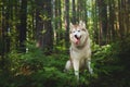 Portrait of free and wise dog breed siberian husky sitting in the fern in the green mysterious forest at sunset Royalty Free Stock Photo