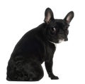 Portrait of French Bulldog