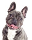 Portrait of a French bulldog dog