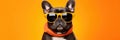 Portrait French Bulldog Dog With Sunglasses Orange Background Breed Standards For French Bulldogs, B