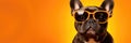 Portrait French Bulldog Dog With Sunglasses Orange Background Breed Standards For French Bulldogs, B