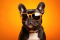 Portrait French Bulldog Dog With Sunglasses Orange Background Breed Standards For French Bulldogs, B