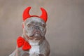 Portrait of French Bulldog dog wearing red devil horns and bow tie