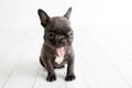 Portrait of French bulldog, frenchies puppy