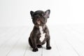 Portrait of French bulldog, frenchies puppy