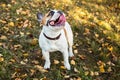 Portrait of a French bulldog ginger and white color against the background of autumn leaves and grass Royalty Free Stock Photo