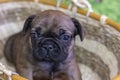 Portrait of a French Bulldog puppy