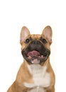 Portrait of a french bulldog smiling with mouth open looking up