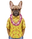 Portrait of French Bulldog in summer shirt with Hawaiian Lei.