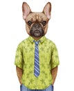 Portrait of French Bulldog in a summer shirt with tie.