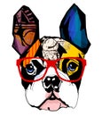Portrait of french bulldog wearing sunglasses Royalty Free Stock Photo