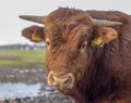 Portrait of a French Limousin bull, light pink nose, horns and yellow ear tags, front view.