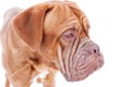 Portrait of french mastiff