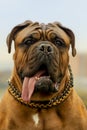 Portrait French Mastiff