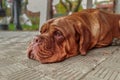 Portrait French mastiff dog looking at camera outdoors.