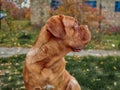 Portrait French mastiff dog looking at camera outdoors.