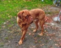 Portrait French mastiff dog looking at camera outdoors. Royalty Free Stock Photo