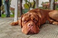 Portrait French mastiff dog looking at camera outdoors.