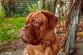 Portrait French mastiff dog looking at camera outdoors.