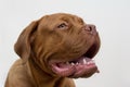 Portrait of french mastiff puppy close up. Bordeaux mastiff or bordeauxdog. Five month old Royalty Free Stock Photo