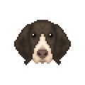 Portrait of a French Pointing Dog in pixel art style.