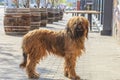 French shepherd shepherd briard walking on the paved paths of the city pavement