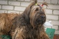 Portrait of a French Shepherd - Briard. Close-up. Dogs.