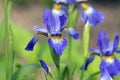 Closeup of blue Siberian Irises in bloom Royalty Free Stock Photo