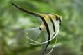 Portrait of freshwater angelfish or Scalare, Pterophyllum scalare, black white silver color Royalty Free Stock Photo