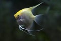 Portrait of freshwater angelfish or Scalare, Pterophyllum scalare, black white silver color Royalty Free Stock Photo