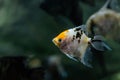 Portrait of freshwater angelfish or Scalare, Pterophyllum scalare, orange black white silver color Royalty Free Stock Photo