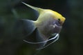 Portrait of freshwater angelfish or Scalare, Pterophyllum scalare, black white silver color Royalty Free Stock Photo