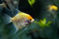 Portrait of freshwater angelfish or Scalare, Pterophyllum scalare, orange black white silver color Royalty Free Stock Photo