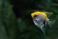 Portrait of freshwater angelfish or Scalare, Pterophyllum scalare, orange black white silver color Royalty Free Stock Photo