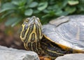 portrait of freshwater pond turtle with yellow stripes and brown shell,echotic