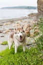 Portrait of friendly Beige and white Siberian Husky dog standing in the grass on the beach Royalty Free Stock Photo