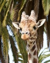 Portrait of a friendly curious giraffe Royalty Free Stock Photo