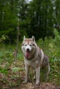 Portrait of beautiful dog breed siberian husky standing the green forest and looks like a wolf Royalty Free Stock Photo
