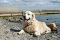 Portrait of friendly golden retriever dog at the beach Royalty Free Stock Photo