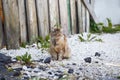 Portrait of a friendly long-haired cat. A brown mottled cat is sitting on a limestone rural path and waiting for someone